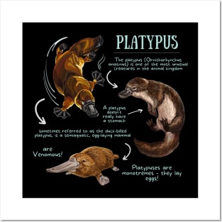 Animal Facts - Platypus Posters and Art